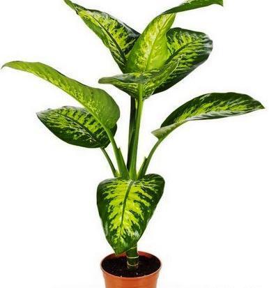 عکس گل طبیعی دیفن