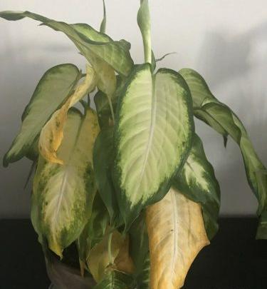 عکس گل طبیعی دیفن