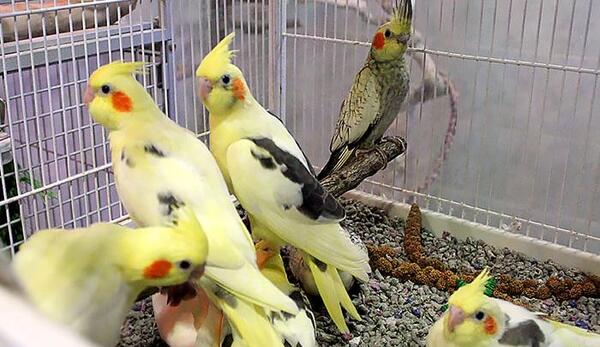 عکس عروس هلندی شکلاتی