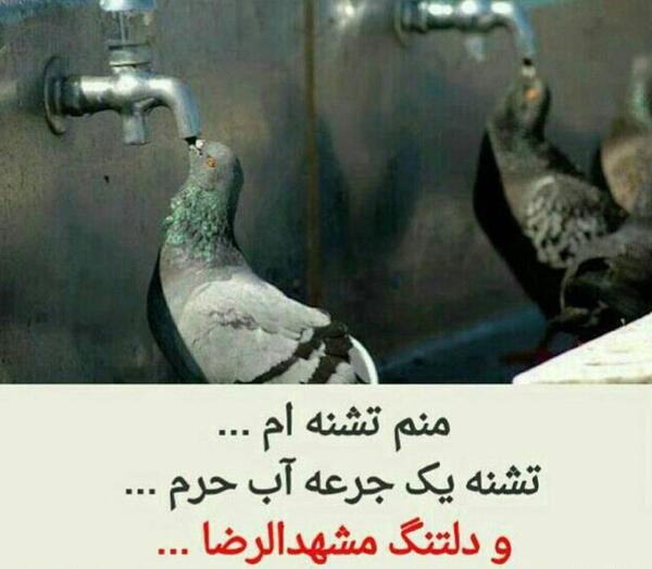 عکس نوشته میشه ضامنم بشی