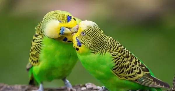عکس مرغ عشق زرد و سبز