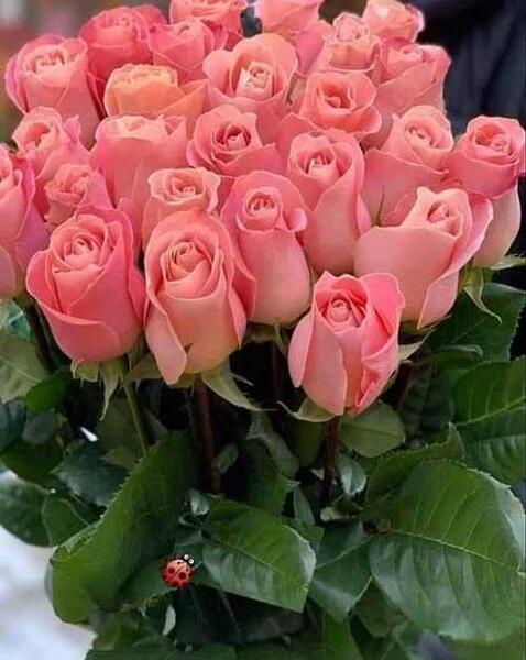 عکس گل طبیعی برای استوری