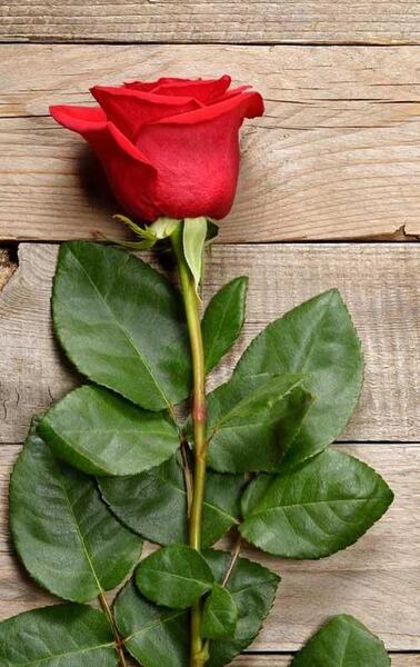 عکس گل طبیعی برای استوری