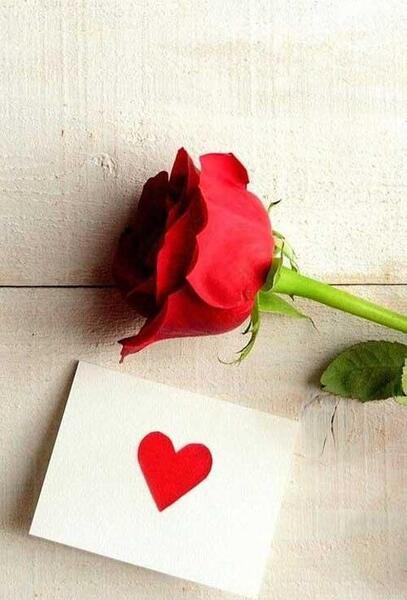 عکس گل طبیعی برای استوری