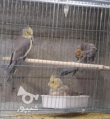 عکس جوجه عروس هلندی 40 روزه