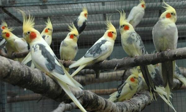 عکس جوجه عروس هلندی 40 روزه