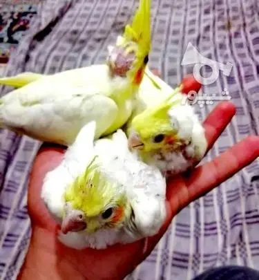 عکس جوجه عروس هلندی 40 روزه