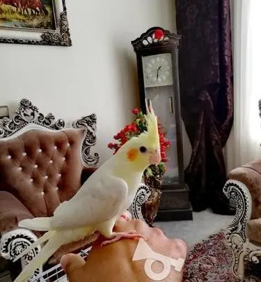 عکس جوجه عروس هلندی 40 روزه