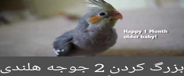 عکس جوجه عروس هلندی 40 روزه