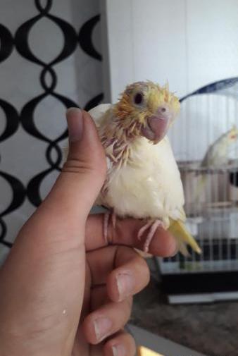 عکس جوجه عروس هلندی 40 روزه