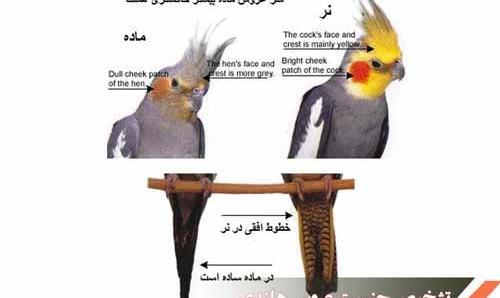 عکس عروس هلندی سینامون ماده