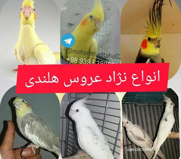 عکس عروس هلندی سینامون ماده