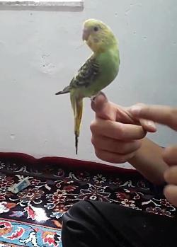 عکس مرغ عشق دستی