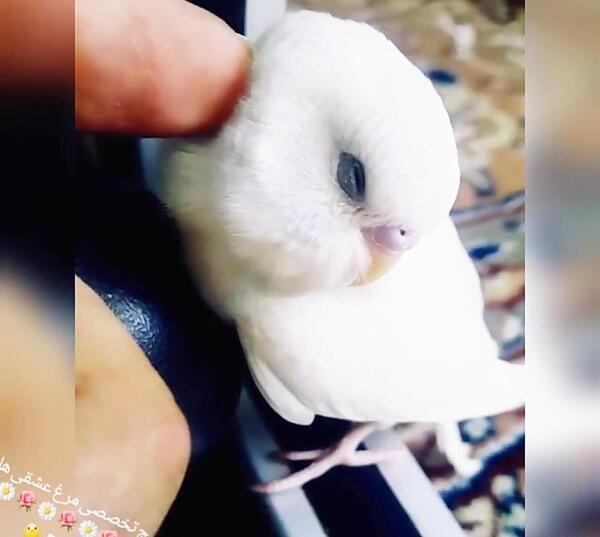 عکس مرغ عشق دستی