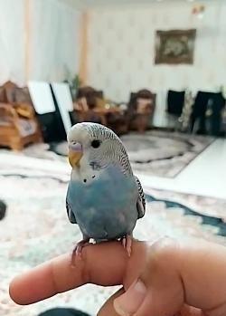 عکس مرغ عشق دستی