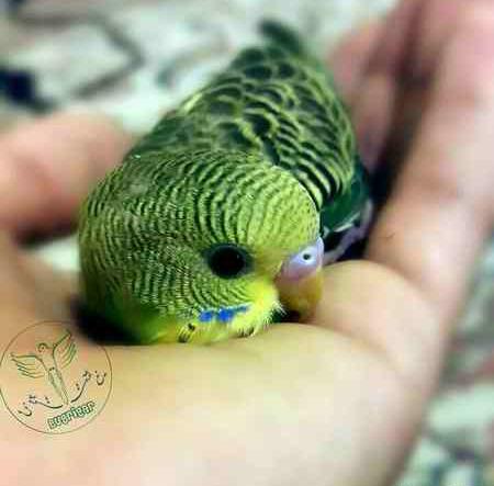عکس مرغ عشق دستی