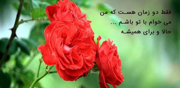 عکس بدون نوشته گل
