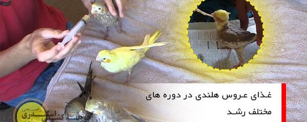 عکس غذا عروس هلندی