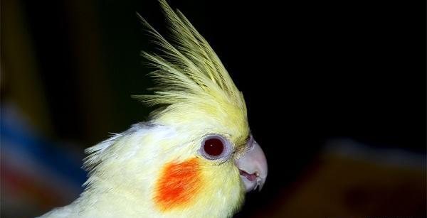عکس غذا عروس هلندی