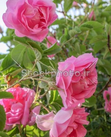 عکس گل طبیعی محمدی