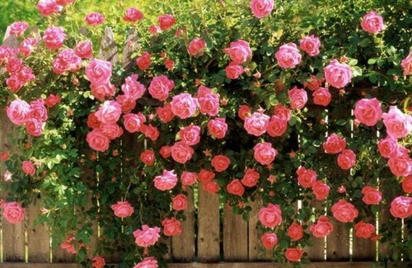 عکس گل طبیعی محمدی