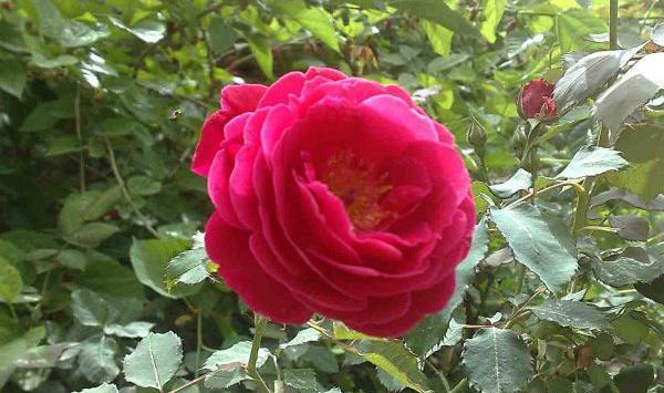 عکس گل طبیعی محمدی