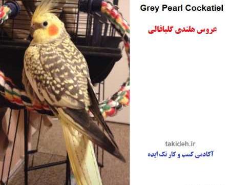 عکس عروس هلندی گل باقالی ماده
