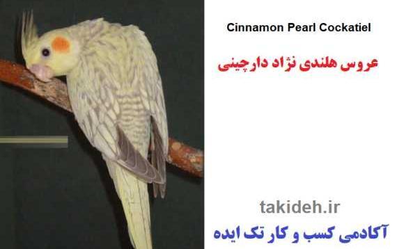 عکس عروس هلندی گل باقالی ماده
