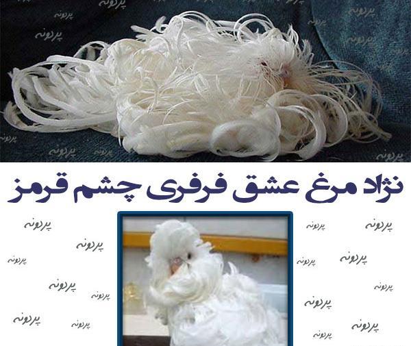 عکس مرغ عشق فری