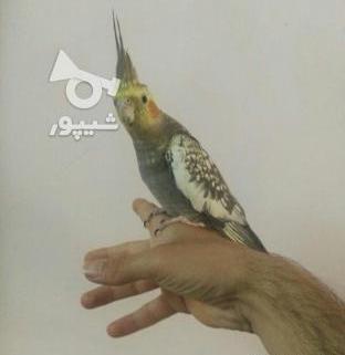 عکس عروس هلندی نر گل باقالی