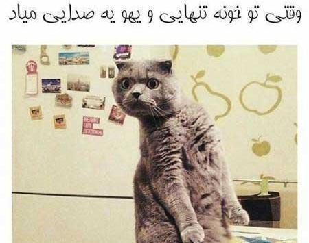 جدیدترین عکس خنده دار گربه