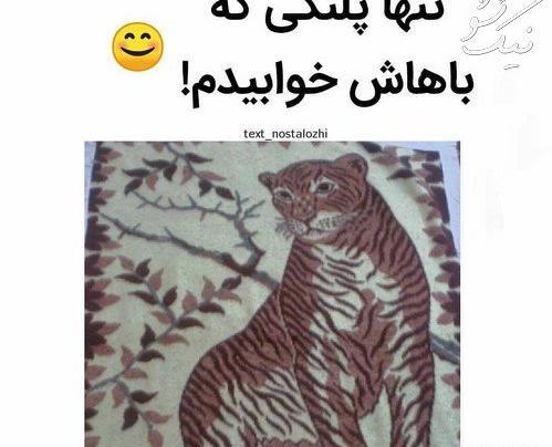 جدیدترین عکس خنده دار گربه