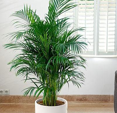 عکس گل های طبیعی آپارتمانی