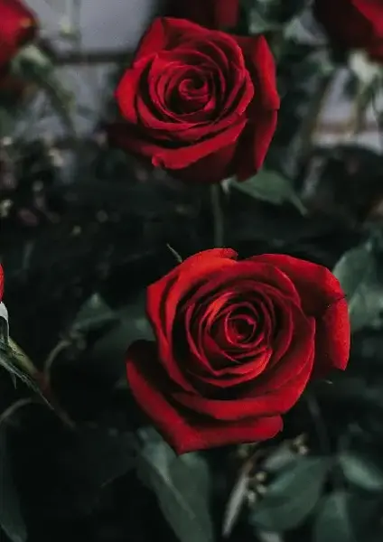 عکس گل طبیعی خاص