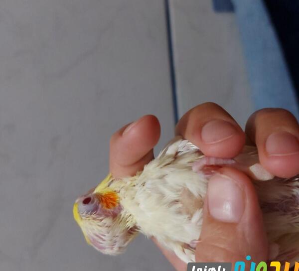 عکس چینه دان عروس هلندی