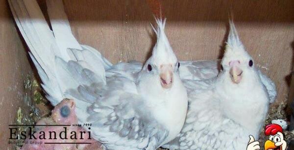 عکس چینه دان عروس هلندی
