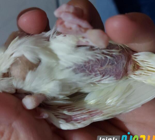 عکس چینه دان عروس هلندی