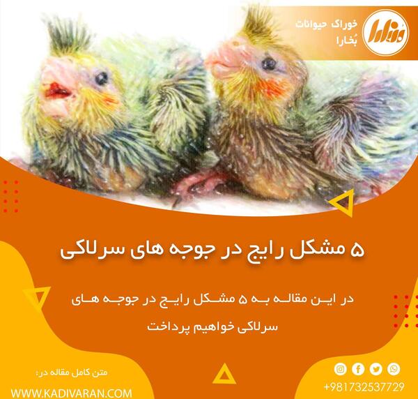 عکس چینه دان عروس هلندی