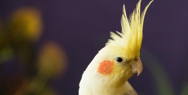 عکس عروس هلندی برای تصویر زمینه