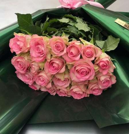 عکس گل رز طبیعی در خانه
