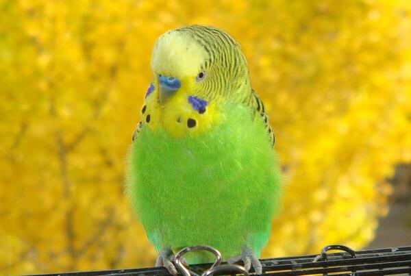 عکس یک مرغ عشق