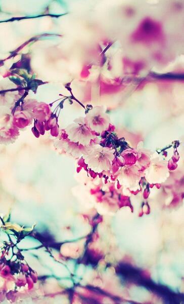 عکس تصویر زمینه باحال گل