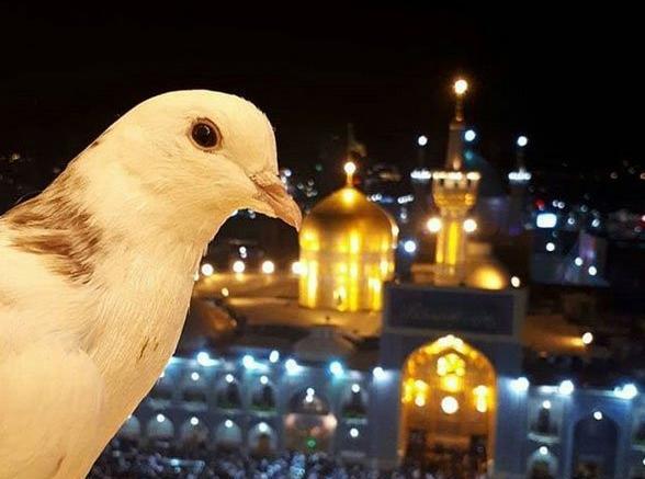 عکس نوشته وداع با امام رضا