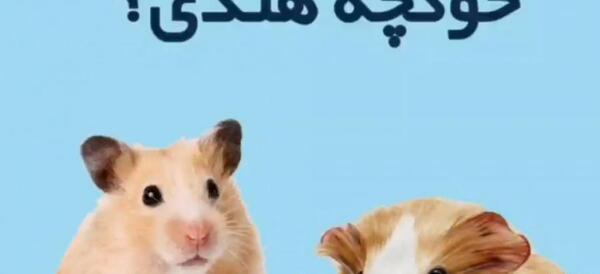 عکس خرگوش و همستر