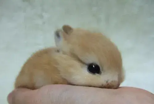 عکس خرگوش و همستر