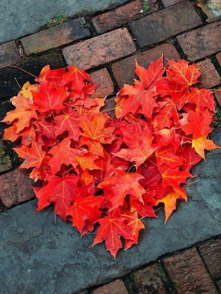 عکس قلب عاشقانه پاییزی
