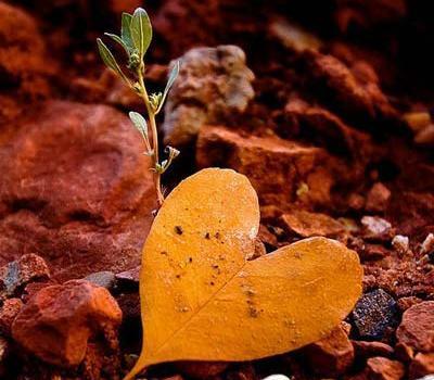عکس قلب عاشقانه پاییزی