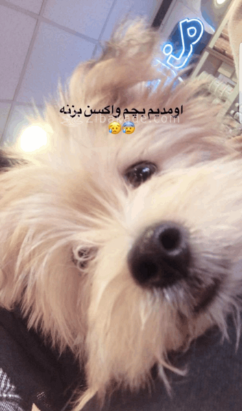 عکس سگ پاپت در عاشقانه