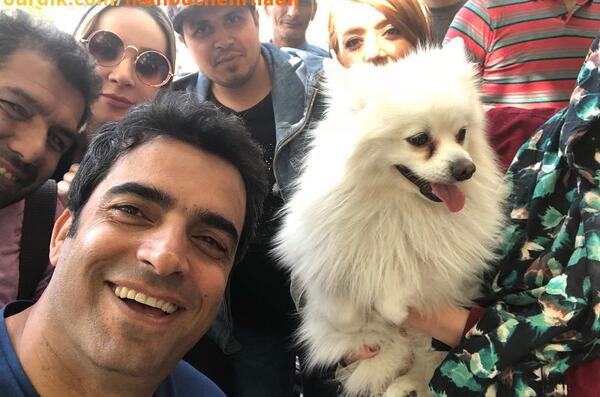 عکس سگ پاپت در عاشقانه