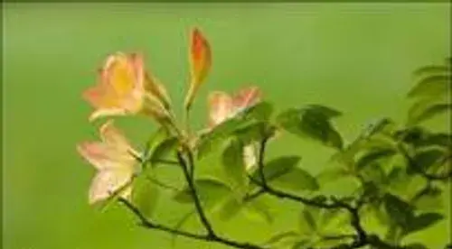 عکس نوشته باید خلیل بود و به یار اعتماد کرد